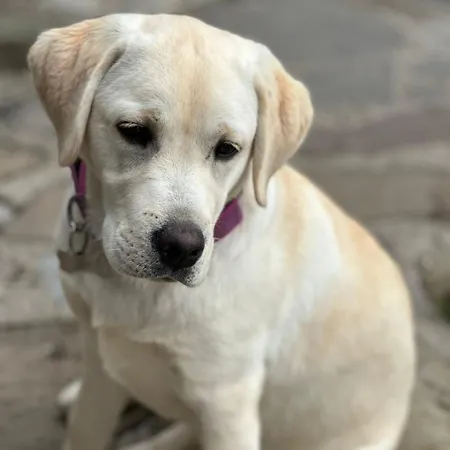 Hotel Rifugio Fornas *