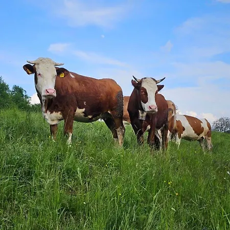 Rifugio Fornas * Tolmezzo